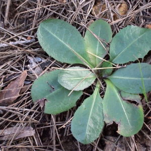  - Taraxacum obovatum (Waldst. & Kit. ex Willd.) DC. [1809]