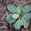  Liliane Roubaudi - Taraxacum obovatum (Waldst. & Kit. ex Willd.) DC. [1809]