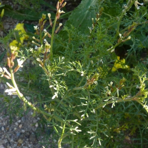 Photographie n°288287 du taxon Carrichtera annua (L.) DC. [1821]