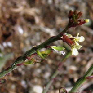 Photographie n°288289 du taxon Carrichtera annua (L.) DC. [1821]