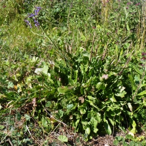 Photographie n°288294 du taxon Limonium sinuatum (L.) Mill. [1768]