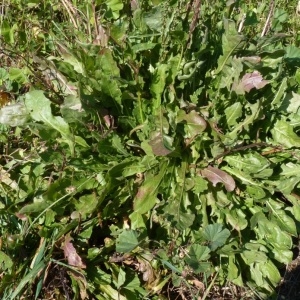 Photographie n°288295 du taxon Limonium sinuatum (L.) Mill. [1768]