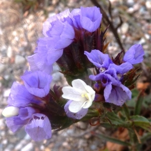 Photographie n°288297 du taxon Limonium sinuatum (L.) Mill. [1768]