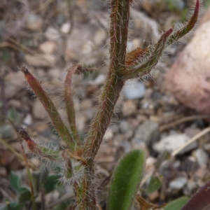 Photographie n°288304 du taxon Limonium sinuatum (L.) Mill. [1768]