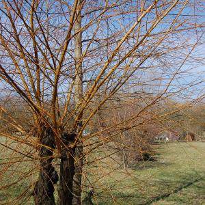 Photographie n°288323 du taxon Salix alba L. [1753]