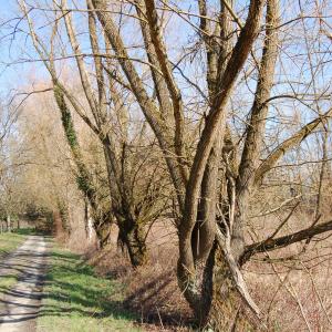 Photographie n°288327 du taxon Salix alba L. [1753]