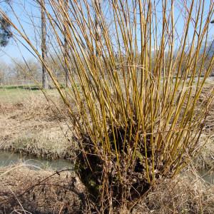 Photographie n°288330 du taxon Salix alba L. [1753]