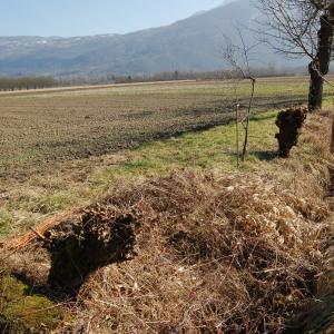 Photographie n°288331 du taxon Salix alba L. [1753]