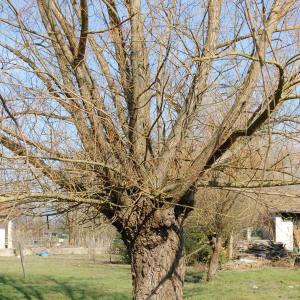 Photographie n°288361 du taxon Salix alba var. vitellina (L.) Stokes [1812]