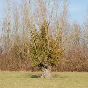 Photographie n°288365 du taxon Salix alba L. [1753]