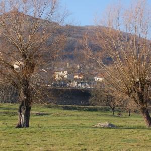 Photographie n°288373 du taxon Salix alba var. vitellina (L.) Stokes [1812]