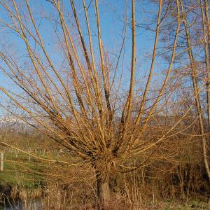 Photographie n°288378 du taxon Salix alba var. vitellina (L.) Stokes [1812]