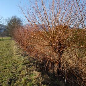 Photographie n°288379 du taxon Salix alba L. [1753]