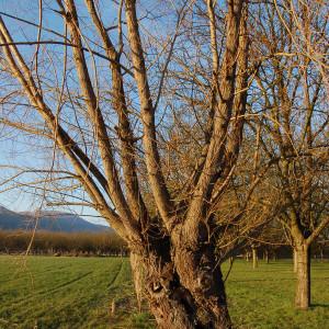 Photographie n°288381 du taxon Salix alba var. vitellina (L.) Stokes [1812]