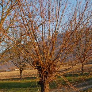 Photographie n°288382 du taxon Salix alba L. [1753]