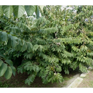 Annona cherimola Mill.