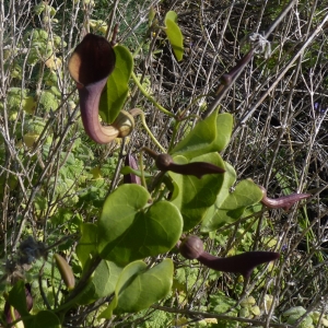 Photographie n°288507 du taxon Aristolochia baetica L. [1753]