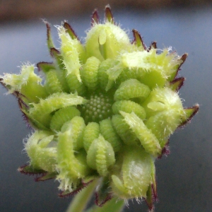 Photographie n°288527 du taxon Calendula arvensis L. [1763]