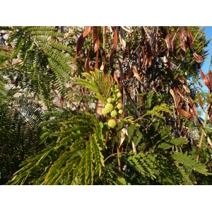 Leucaena leucocephala (Lam.) de Wit