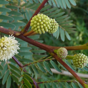 Photographie n°288571 du taxon Leucaena leucocephala (Lam.) de Wit [1961]