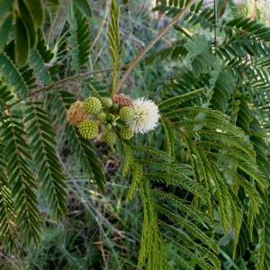 Photographie n°288572 du taxon Leucaena leucocephala (Lam.) de Wit [1961]