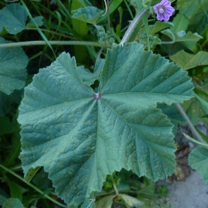 Photographie n°288575 du taxon Lavatera cretica L. [1753]