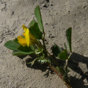 Photographie n°288584 du taxon Medicago littoralis Rohde ex Loisel. [1810]