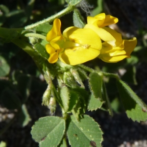 Photographie n°288585 du taxon Medicago littoralis Rohde ex Loisel. [1810]