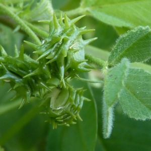 Photographie n°288587 du taxon Medicago littoralis Rohde ex Loisel. [1810]