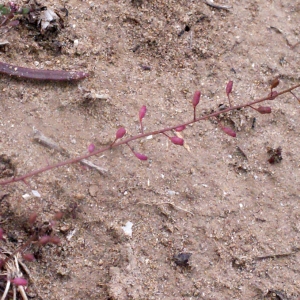 Photographie n°288603 du taxon Hymenolobus procumbens (L.) Nutt. ex Schinz & Thell. [1921]