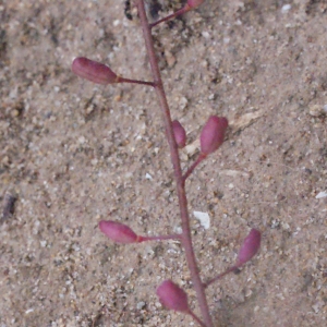 Photographie n°288605 du taxon Hymenolobus procumbens (L.) Nutt. ex Schinz & Thell. [1921]