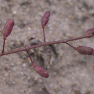 Photographie n°288606 du taxon Hymenolobus procumbens (L.) Nutt. ex Schinz & Thell. [1921]