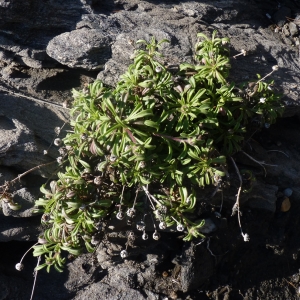 Photographie n°288619 du taxon Pallenis maritima (L.) Greuter [1997]