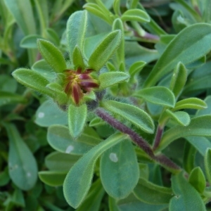 Photographie n°288622 du taxon Pallenis maritima (L.) Greuter [1997]
