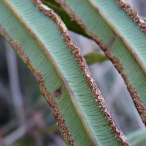 Photographie n°288626 du taxon Pteris vittata L. [1753]