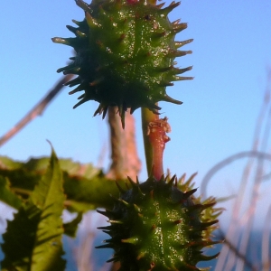 Photographie n°288629 du taxon Ricinus communis L. [1753]