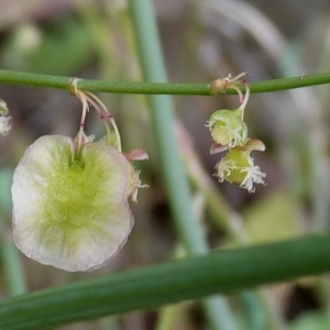 Photographie n°288632 du taxon Rumex scutatus L. [1753]