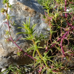 Photographie n°288633 du taxon Salsola kali L. [1753]