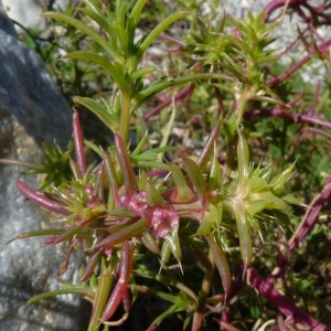 Photographie n°288634 du taxon Salsola kali L. [1753]