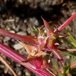 Photographie n°288635 du taxon Salsola kali L. [1753]