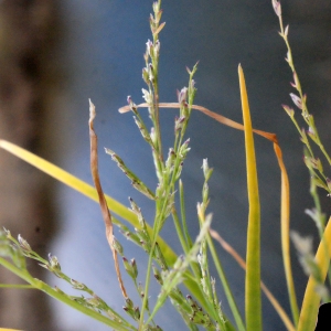 Photographie n°288648 du taxon Poa annua subsp. exilis (Tomm. ex Freyn) Murb. ex Asch. & Graebn. [1900]