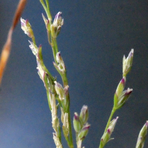 Photographie n°288650 du taxon Poa annua subsp. exilis (Tomm. ex Freyn) Murb. ex Asch. & Graebn. [1900]