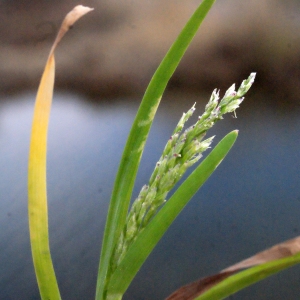 Photographie n°288651 du taxon Poa annua subsp. exilis (Tomm. ex Freyn) Murb. ex Asch. & Graebn. [1900]