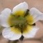  Liliane Roubaudi - Ranunculus peltatus subsp. baudotii (Godr.) Meikle ex C.D.K.Cook [1984]