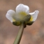  Liliane Roubaudi - Ranunculus peltatus subsp. baudotii (Godr.) Meikle ex C.D.K.Cook [1984]