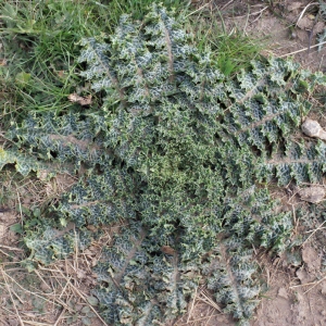 Photographie n°288665 du taxon Silybum marianum (L.) Gaertn. [1791]