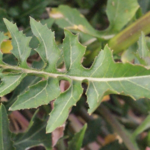 Photographie n°288670 du taxon Sisymbrium irio L. [1753]