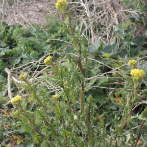 Photographie n°288676 du taxon Sisymbrium irio L. [1753]