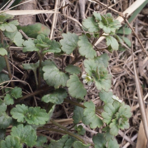 Photographie n°288687 du taxon Veronica cymbalaria Bodard [1798]