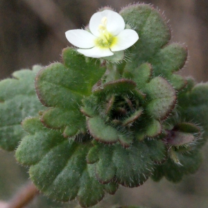 Photographie n°288691 du taxon Veronica cymbalaria Bodard [1798]